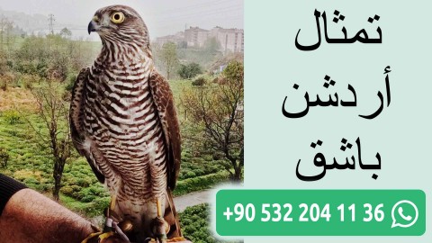 تمثال أردشن باشق